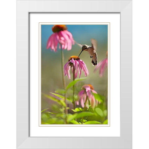 Black Chinned Hummingbird White Modern Wood Framed Art Print with Double Matting by Fitzharris, Tim