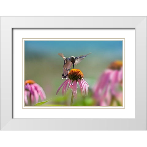 Black Chinned Hummingbird on Purple Coneflower White Modern Wood Framed Art Print with Double Matting by Fitzharris, Tim