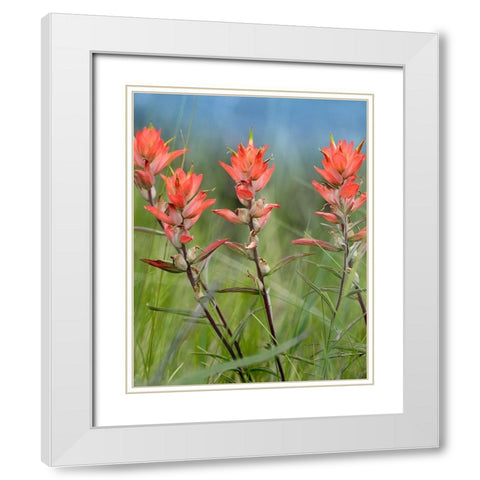 Indian Paintbrushes White Modern Wood Framed Art Print with Double Matting by Fitzharris, Tim