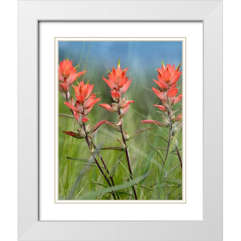 Indian Paintbrushes White Modern Wood Framed Art Print with Double Matting by Fitzharris, Tim