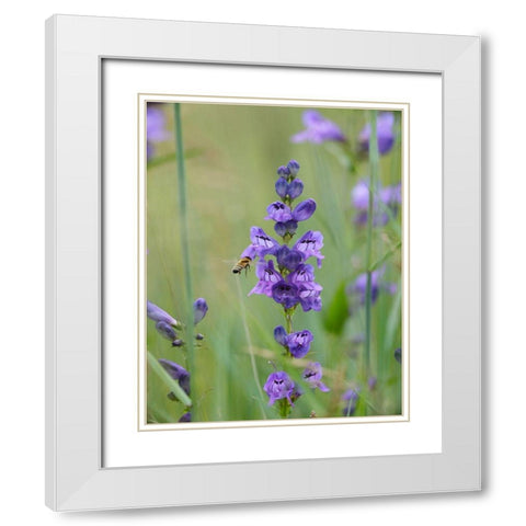 Rocky Mountain Penstemon White Modern Wood Framed Art Print with Double Matting by Fitzharris, Tim