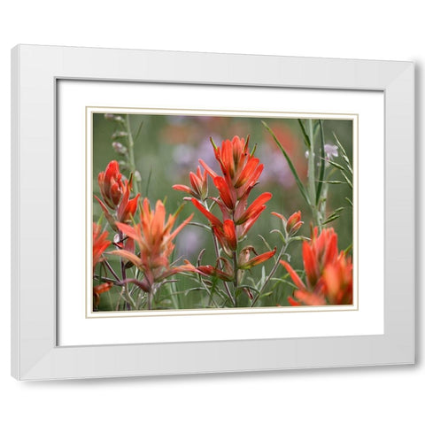 Indian Paintbrushes White Modern Wood Framed Art Print with Double Matting by Fitzharris, Tim