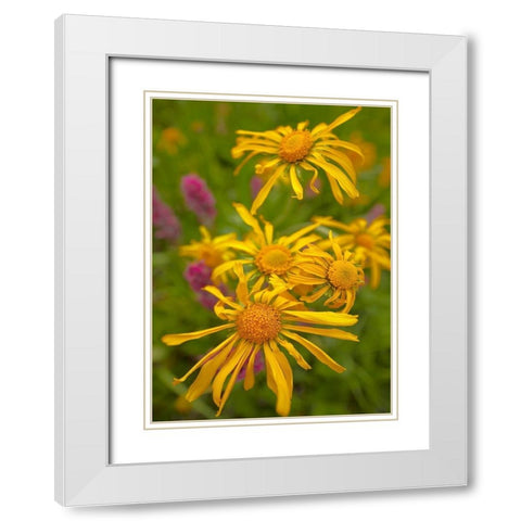 Orange Sneezeweeds White Modern Wood Framed Art Print with Double Matting by Fitzharris, Tim