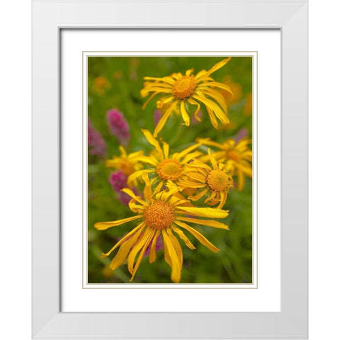 Orange Sneezeweeds White Modern Wood Framed Art Print with Double Matting by Fitzharris, Tim