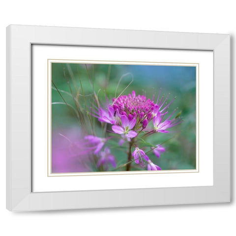 Rocky Mountain in Beeplant Flower with Ant White Modern Wood Framed Art Print with Double Matting by Fitzharris, Tim