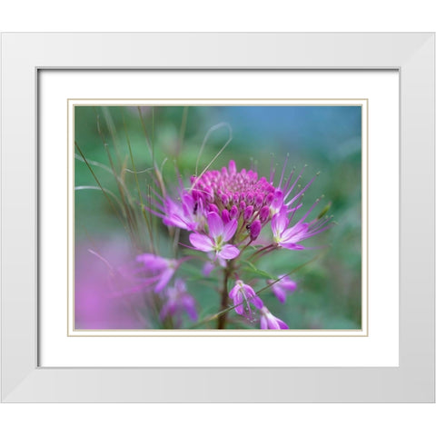 Rocky Mountain in Beeplant Flower with Ant White Modern Wood Framed Art Print with Double Matting by Fitzharris, Tim