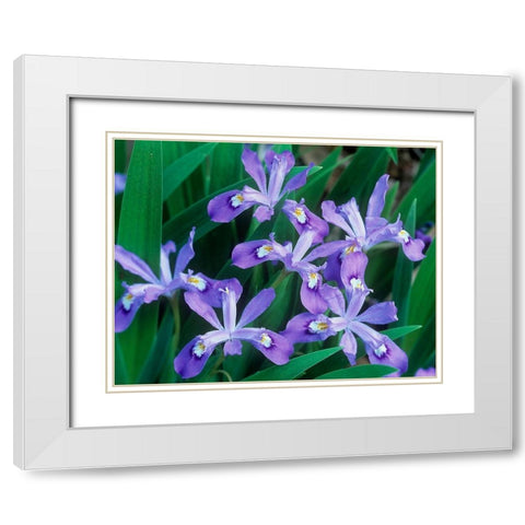 Crested Dwarf Iris White Modern Wood Framed Art Print with Double Matting by Fitzharris, Tim