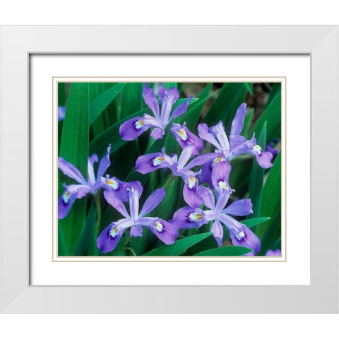 Crested Dwarf Iris White Modern Wood Framed Art Print with Double Matting by Fitzharris, Tim