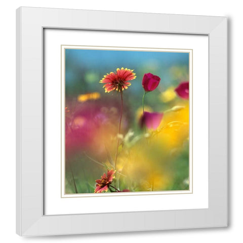 Indian Blanket and Wine-cups White Modern Wood Framed Art Print with Double Matting by Fitzharris, Tim