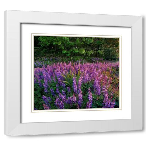 Lupines at West Beach White Modern Wood Framed Art Print with Double Matting by Fitzharris, Tim