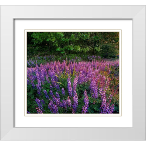Lupines at West Beach White Modern Wood Framed Art Print with Double Matting by Fitzharris, Tim