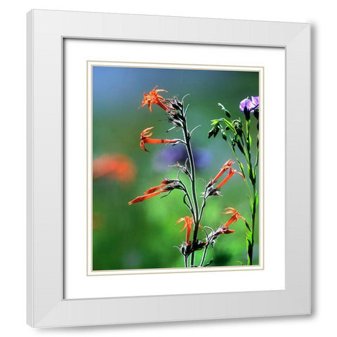 Scarlet Gilia and Blue Flax White Modern Wood Framed Art Print with Double Matting by Fitzharris, Tim