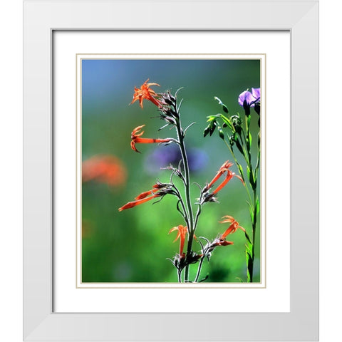 Scarlet Gilia and Blue Flax White Modern Wood Framed Art Print with Double Matting by Fitzharris, Tim