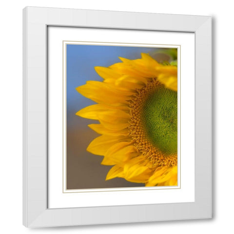 Sunflower White Modern Wood Framed Art Print with Double Matting by Fitzharris, Tim