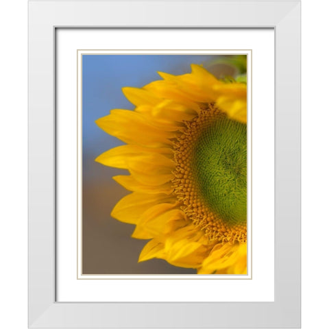 Sunflower White Modern Wood Framed Art Print with Double Matting by Fitzharris, Tim