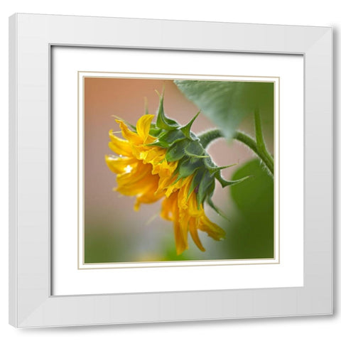 Sunflower White Modern Wood Framed Art Print with Double Matting by Fitzharris, Tim