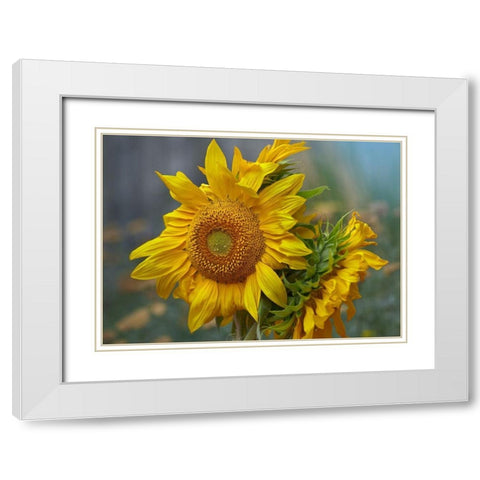 Sunflowers White Modern Wood Framed Art Print with Double Matting by Fitzharris, Tim