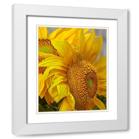 Sunflowers White Modern Wood Framed Art Print with Double Matting by Fitzharris, Tim