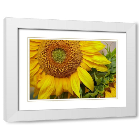 Sunflowers White Modern Wood Framed Art Print with Double Matting by Fitzharris, Tim