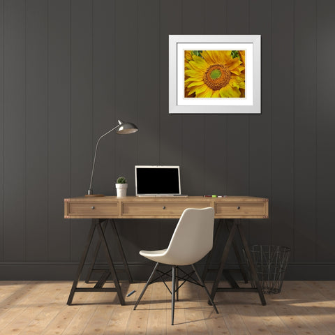 Sunflowers White Modern Wood Framed Art Print with Double Matting by Fitzharris, Tim