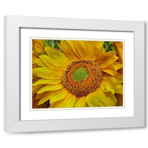Sunflowers White Modern Wood Framed Art Print with Double Matting by Fitzharris, Tim