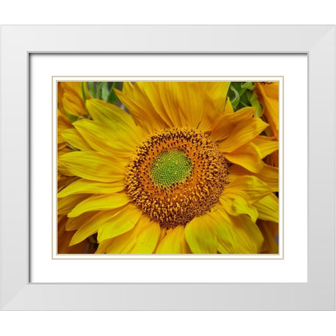 Sunflowers White Modern Wood Framed Art Print with Double Matting by Fitzharris, Tim