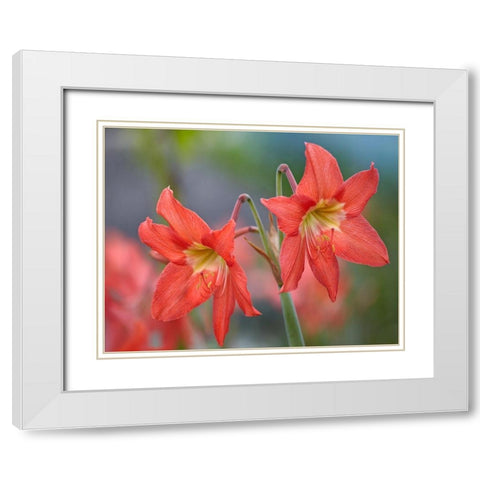 Amaryllis White Modern Wood Framed Art Print with Double Matting by Fitzharris, Tim