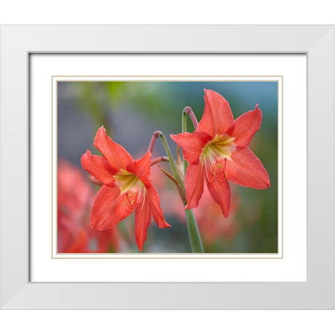 Amaryllis White Modern Wood Framed Art Print with Double Matting by Fitzharris, Tim