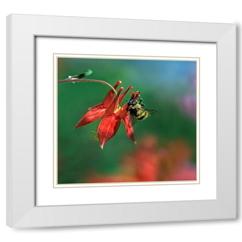 Bee on Wild Columbine White Modern Wood Framed Art Print with Double Matting by Fitzharris, Tim