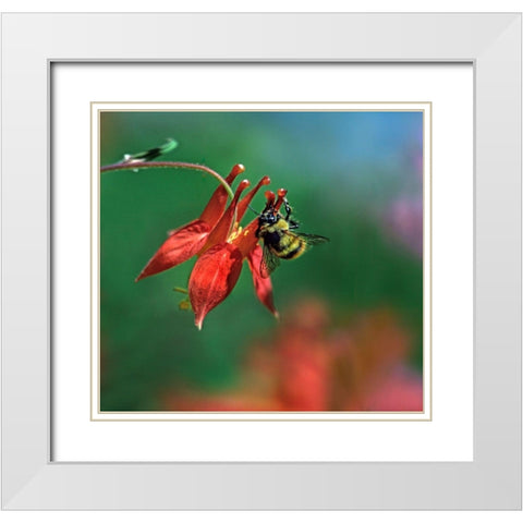 Bee on Wild Columbine White Modern Wood Framed Art Print with Double Matting by Fitzharris, Tim