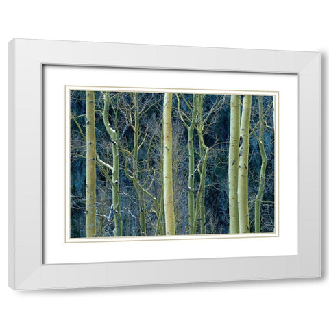 Aspen Trunks White Modern Wood Framed Art Print with Double Matting by Fitzharris, Tim