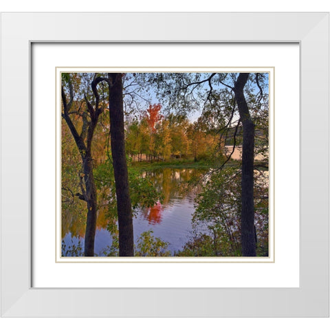 Oak Hickory Forest White Modern Wood Framed Art Print with Double Matting by Fitzharris, Tim