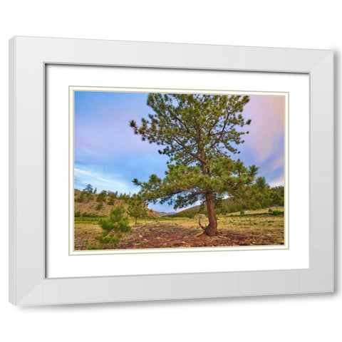 Pine Tree-Cochetopa Hills-Rio Grande National Forest White Modern Wood Framed Art Print with Double Matting by Fitzharris, Tim