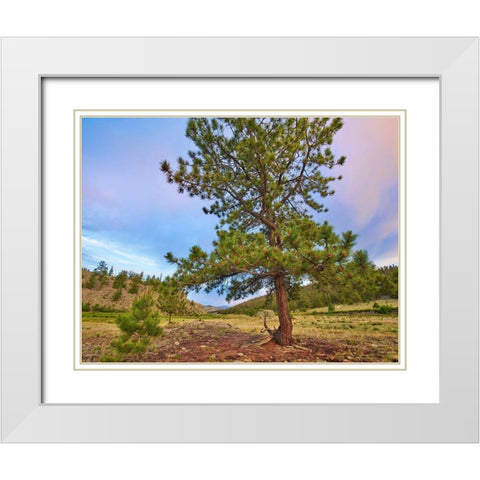 Pine Tree-Cochetopa Hills-Rio Grande National Forest White Modern Wood Framed Art Print with Double Matting by Fitzharris, Tim