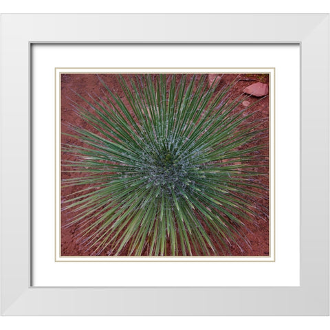 Narrow Leaf Agave  White Modern Wood Framed Art Print with Double Matting by Fitzharris, Tim