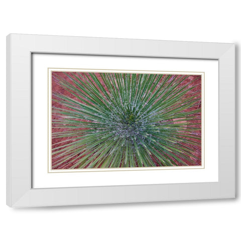 Narrow Leaf Agave White Modern Wood Framed Art Print with Double Matting by Fitzharris, Tim