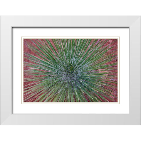 Narrow Leaf Agave White Modern Wood Framed Art Print with Double Matting by Fitzharris, Tim