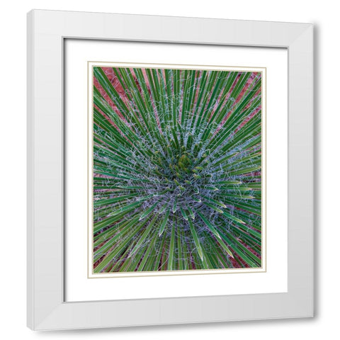 Narrow Leaf Agave  White Modern Wood Framed Art Print with Double Matting by Fitzharris, Tim