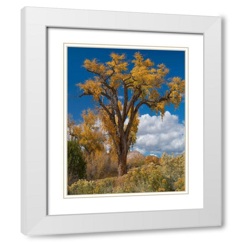 Chamisas and Cottonwood Trees White Modern Wood Framed Art Print with Double Matting by Fitzharris, Tim