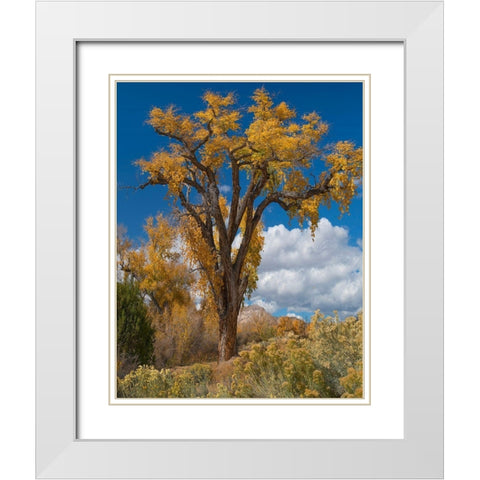 Chamisas and Cottonwood Trees White Modern Wood Framed Art Print with Double Matting by Fitzharris, Tim