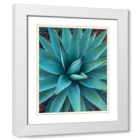 Agave White Modern Wood Framed Art Print with Double Matting by Fitzharris, Tim