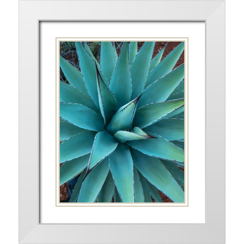 Agave White Modern Wood Framed Art Print with Double Matting by Fitzharris, Tim