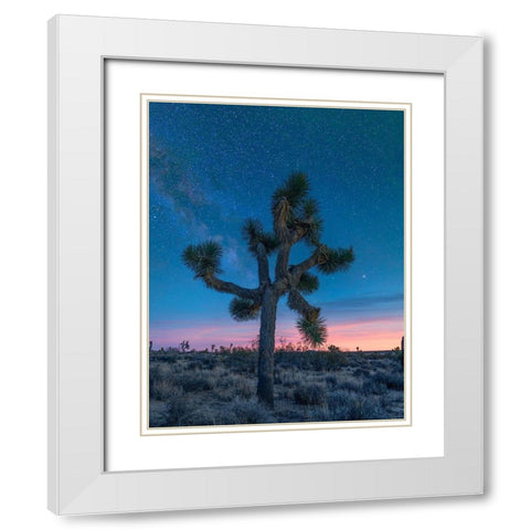 Milky Way at Joshua Tree National Park White Modern Wood Framed Art Print with Double Matting by Fitzharris, Tim