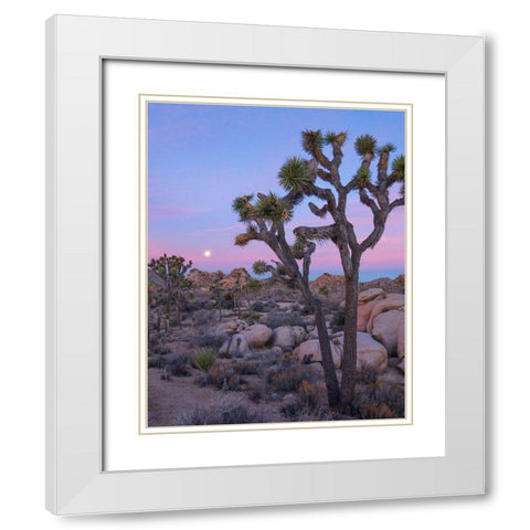 Joshua Tree at Joshua Tree National Park White Modern Wood Framed Art Print with Double Matting by Fitzharris, Tim