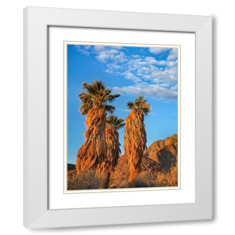 California Fan Palms White Modern Wood Framed Art Print with Double Matting by Fitzharris, Tim