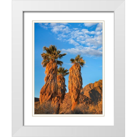 California Fan Palms White Modern Wood Framed Art Print with Double Matting by Fitzharris, Tim