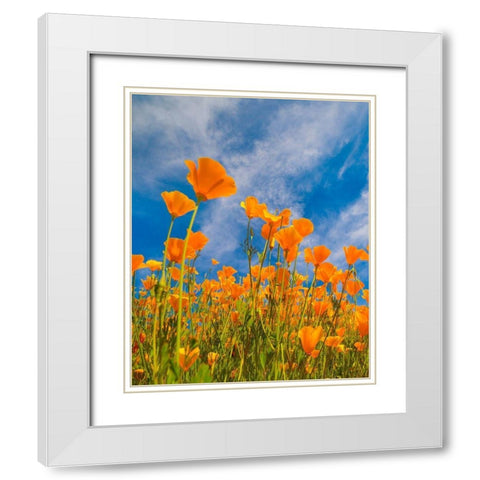 California Poppies near Lake Elsinor White Modern Wood Framed Art Print with Double Matting by Fitzharris, Tim