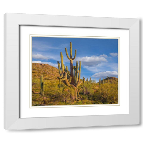 Big Saguaro Cactus White Modern Wood Framed Art Print with Double Matting by Fitzharris, Tim