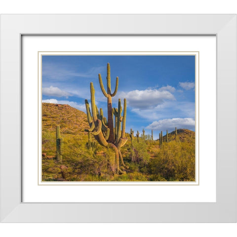 Big Saguaro Cactus White Modern Wood Framed Art Print with Double Matting by Fitzharris, Tim