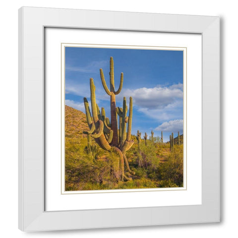 Big Saguaro Cactus White Modern Wood Framed Art Print with Double Matting by Fitzharris, Tim